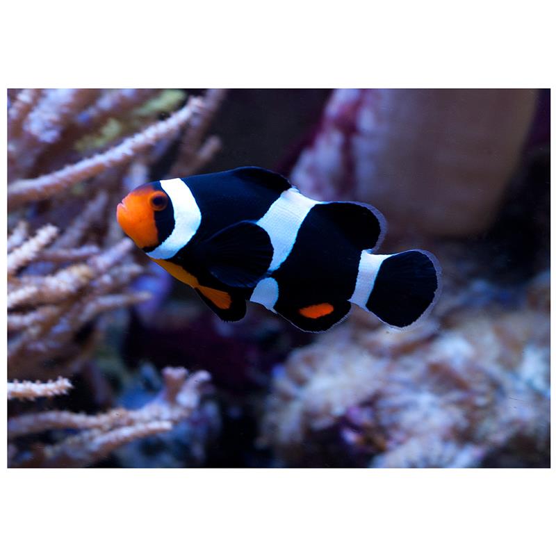 Amphiprion ocellaris black - imagine 4